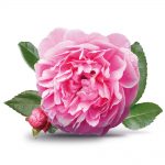 rosa centifolia - diamond rose